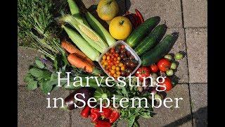 Harvesting in September