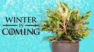 5 Tips to Keep Your Plants Alive This Winter