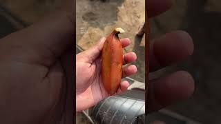 Ever Seen Red Banana ?? #fruits