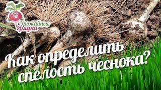 Как определить спелость чеснока? #urozhainye_gryadki