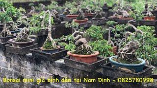 Giới thiệu nhà vườn sản xuất bonsai mini giá bình dân tại Nam Định.Nhà Vườn Minh Cận. SĐT 0825780998