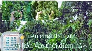 Bón lân giúp phân hoá mầm hoa đồng đều khi nào?