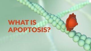 "What is Apoptosis?" The Apoptotic Pathways and the Caspase Cascade