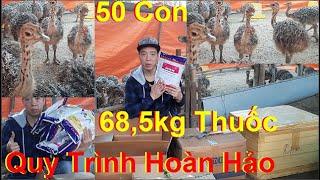 Quy Trình Hoàn Hảo Nuôi Đà Điểu, PHUONG NAM TV, Trang Trại Đà Điểu Phương Nam