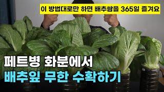 134.빛이 부족한 가정에서도 페트병 화분으로 배추를 길러 배추잎을 일년 365일 무한으로 수확할 수 있는 간단한 방법입니다