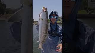 How To Catch Speckled Trout Easily.