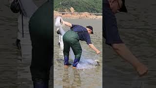 서해바다투망#Shorts#바다투망 #catch #cast #fishing #낚시