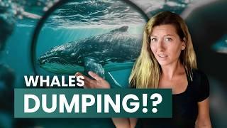Crypto Whales Are About To DO WHAT?!