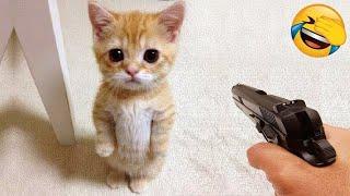 Cats Pranks