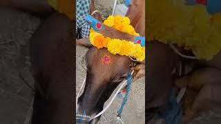 #Happy mattu pongal#pongal vibes#2024 pongal celebration #family vlog#thiruvannamalai