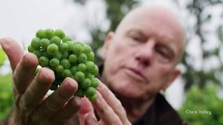 Riesling in the Clare Valley