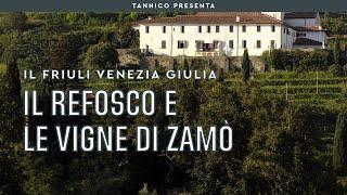 Il Refosco di Le Vigne di Zamò | Tannico Flying School