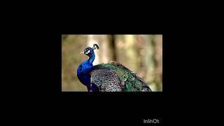#trending #viralshort  Khalid ghazi