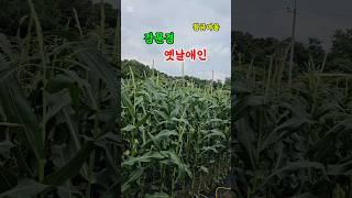 강문경 옛날애인 #옥수수#강냉이#옥씨기