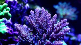 Coral Rx Dip