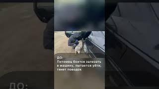 Боялся залезать в машину, тянул поводок до обучения в Школе Антуана Наджаряна