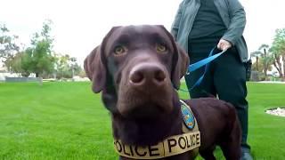 Help name the newest K9 officer with the Scottsdale Police Department