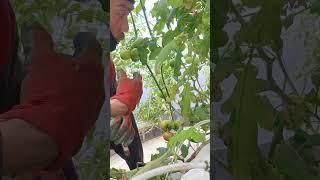 PRUNING TOMAT  #petanimilenial #tomato #tomat #garden #tomatbuah #petiktomat