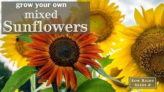 Sow Right Seeds |  Mixed Sunflowers