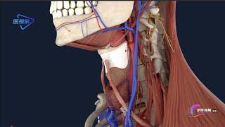 【Regional Anatomy】--Carotid Triangle/【局部解剖学】--颈动脉三角