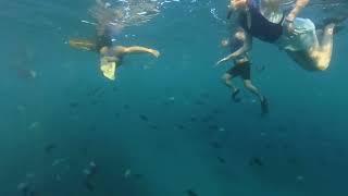Loads of fish above Turtle Canyon