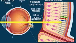 HSNU附科博物館_視覺形成(transduction of vision)