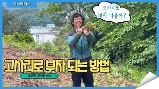 봄이 오면 부지런을 떨어야하는 이유! 고사리 따서 부자되는 방법/고사리대첩/Korea countryside life/Ep62