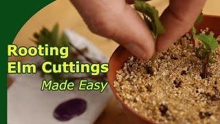 Rooting Chinese Elm Cuttings! || Propagation made easy