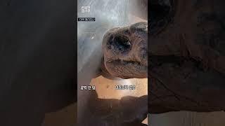 미국 동물원 여름나기…자라·코뿔소·치타 그리고? #shorts / 연합뉴스TV (YonhapnewsTV)