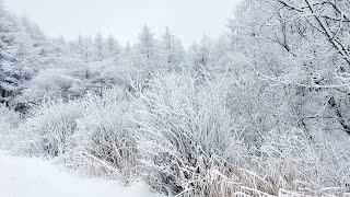 청태산의 환상적인 상고대~(Fantastic frozen trees_Air Hoar)