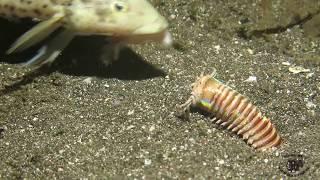 Amazing Feeding to the Bobbit Worm!!!!