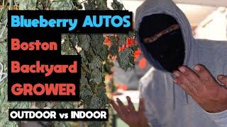 Timelapse Autoflower Outdoor VS Indoor Grow Seed to Harvest | Blueberry Autoflowers