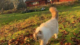 Nature walk with cat. Old cottage, serene lake, autumn colors and non compliant cat. Nature sounds.