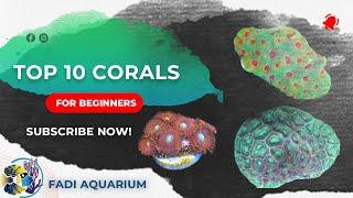 Top 10 Corals For Beginners