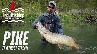 Fly Fishing for PIKE in a Trout Stream. My HEAVIEST Pike Ever!