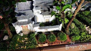 My Serissa and Chinese Village Penjing, Show Prep, Part 2, The Bonsai Zone, Oct 2022