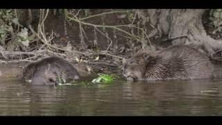 Cornwall Beaver Project