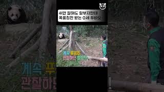 쉬하고 할부지한테 쓰담쓰담 받는 푸바오 Baby Panda Fubao & Zookeeper