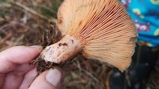 Identifying edible mushrooms. Lactarius deliciosus - Saffron milk cap.