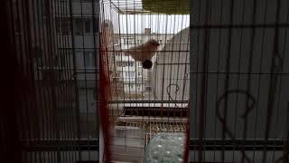 Зашторна пісня Джуліка,️ тиха но моцно мелодійна️#birds #birdssounds #live