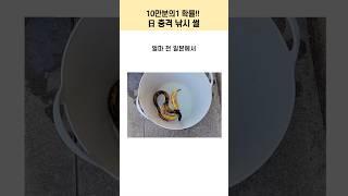 10만 분의 1 확률로 낚인 ‘바나나 장어’ㅋㅋ 이게 진짜임?