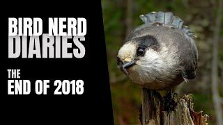 Winter Solstice & The End of 2018 |Bird Nerd Diaries