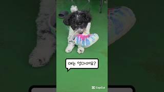 공짜로 데려다 키우라는 강아지 #shorts