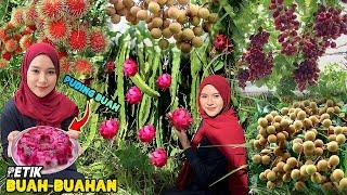 Panen buah-buahan dikebun | Puding buah segar