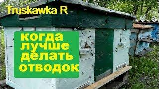 Как получить отводок #пчёл не требующий к себе внимания. Полностью самостоятельный.