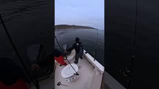 2 white seabass in 2 minutes