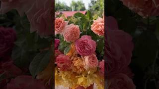СРЕЗАЕМ РОЗЫ в ВЕДРА!