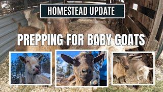 Homestead Update: Prepping for Baby Goats!