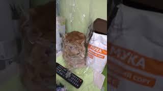 Наши милые животные#рыжики#Мася