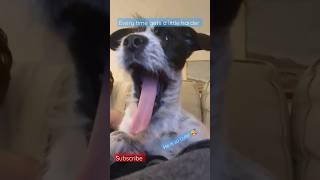 Can you watch this puppy yawn three times without yawning? #puppy #dog #short #shorts